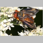 Phasia hemiptera - Raupenfliege m14.jpg